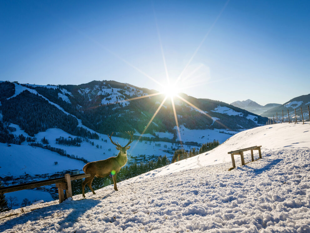 Bild60